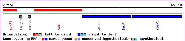 gene map