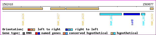 gene map