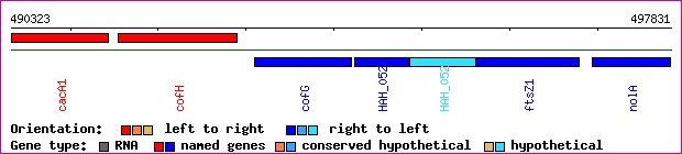 gene map