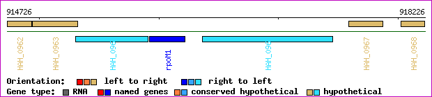 gene map