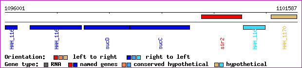 gene map