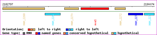 gene map