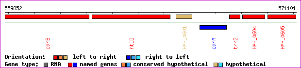 gene map