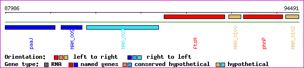 gene map