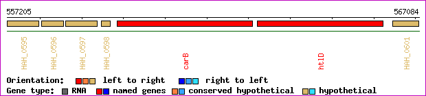 gene map