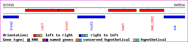 gene map