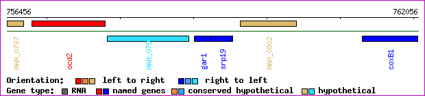 gene map