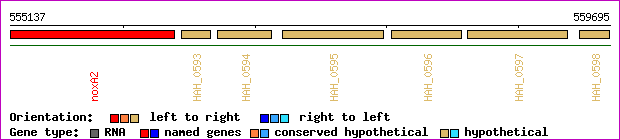 gene map
