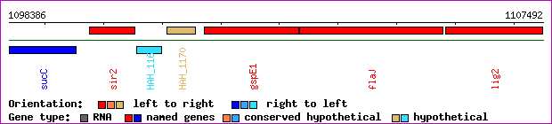 gene map