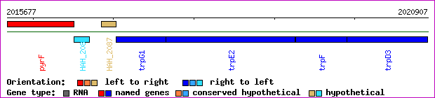 gene map