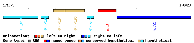 gene map