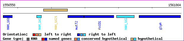 gene map