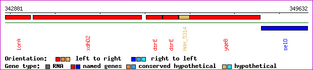 gene map