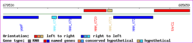 gene map