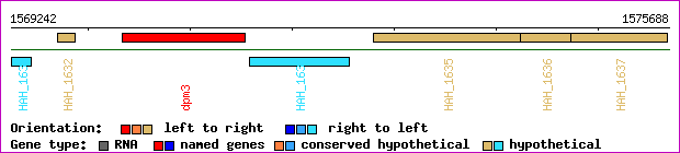 gene map