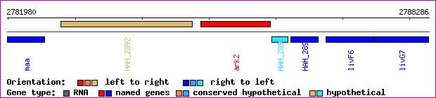 gene map