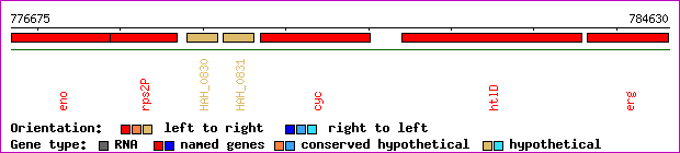 gene map