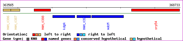 gene map