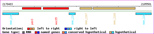 gene map