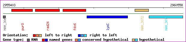 gene map