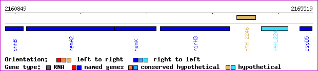 gene map