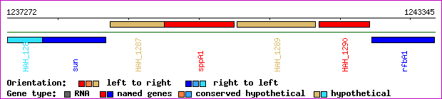 gene map