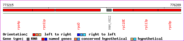 gene map