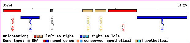 gene map