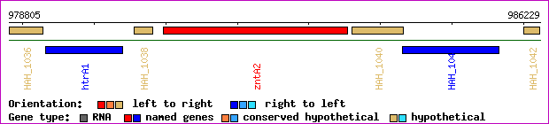 gene map