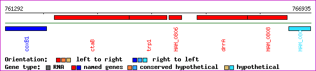 gene map