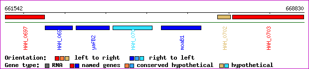 gene map