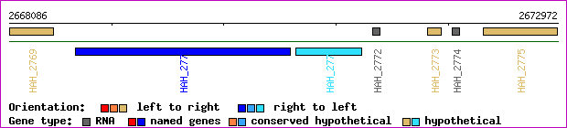 gene map