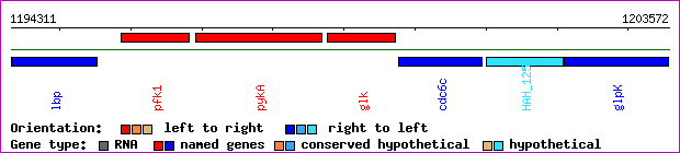 gene map