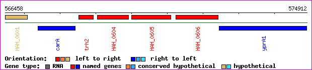 gene map