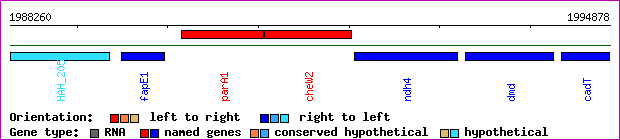 gene map