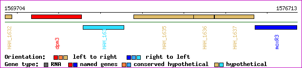 gene map