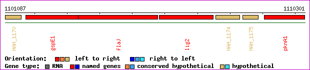 gene map
