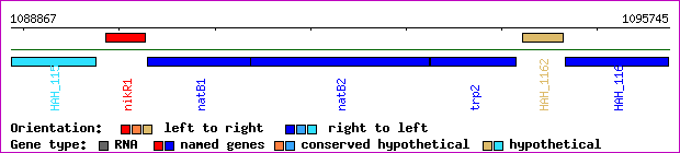 gene map