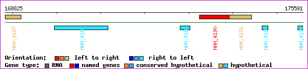gene map