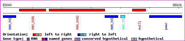 gene map