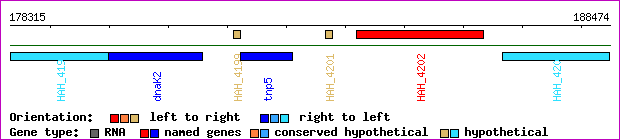 gene map
