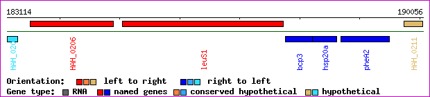 gene map