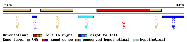 gene map