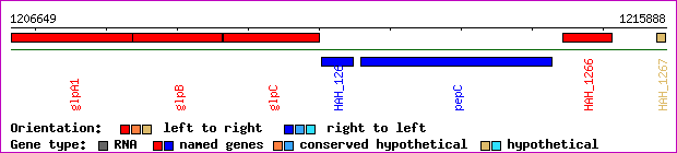 gene map
