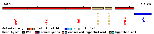 gene map