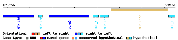 gene map