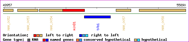 gene map