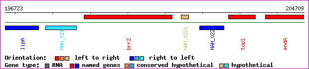 gene map