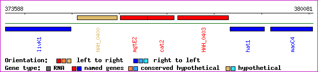 gene map