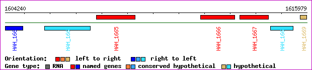 gene map